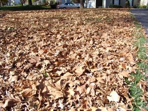 Solution for getting rid of fall leaves on the lawn